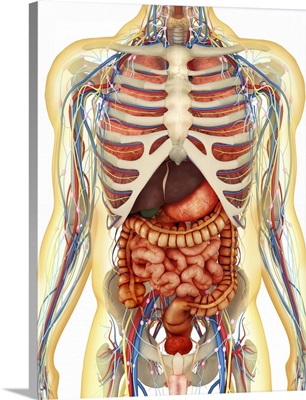 Human body with internal organs, nervous system, lymphatic system and circulatory system