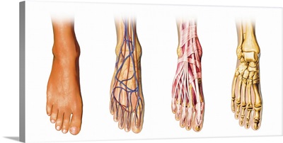 Human foot anatomy showing skin, veins, arteries, muscles and bones