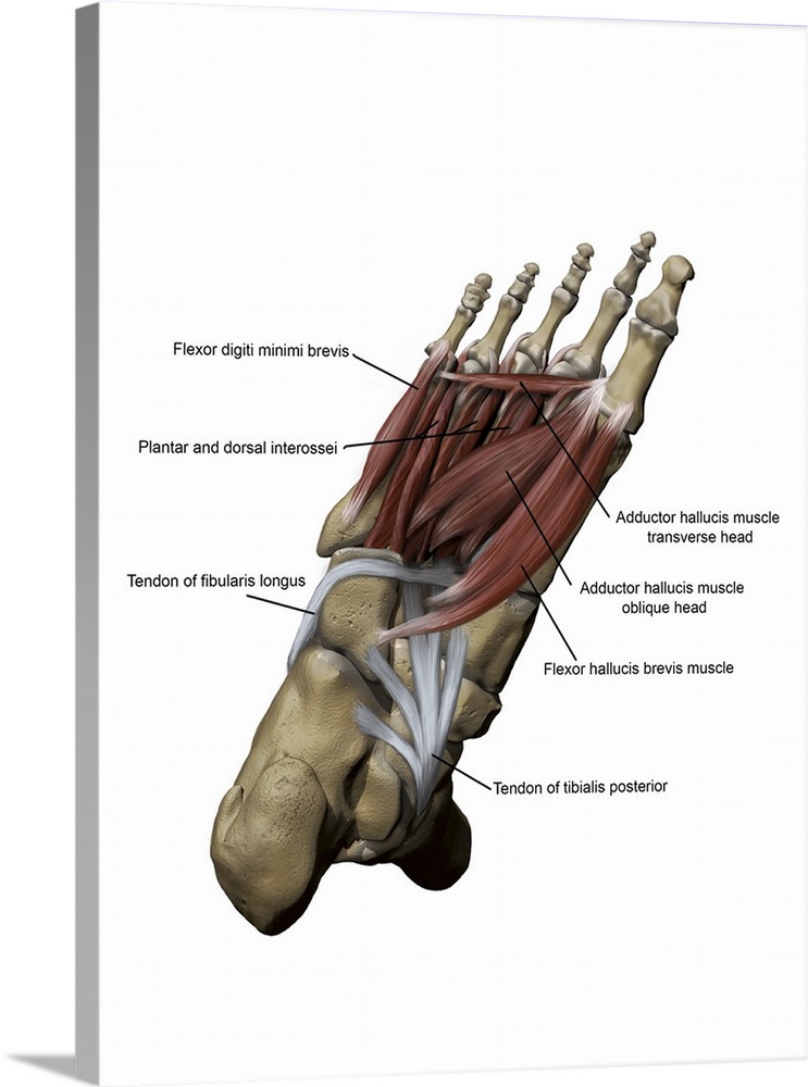 Human foot depicting the plantar intermediate and deep muscles with bone structures.