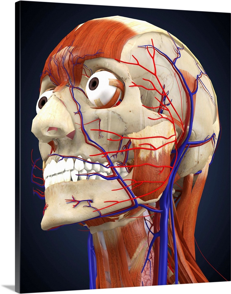 Human head with bone, muscles and circulatory system.