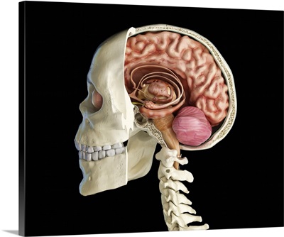 Human Skull Mid Sagittal Cross-Section With Brain