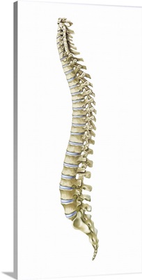 Human spine, side view