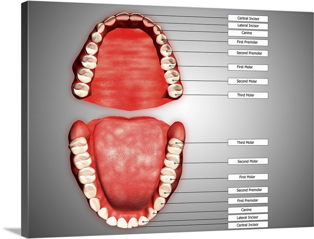 Human teeth structure with labels.