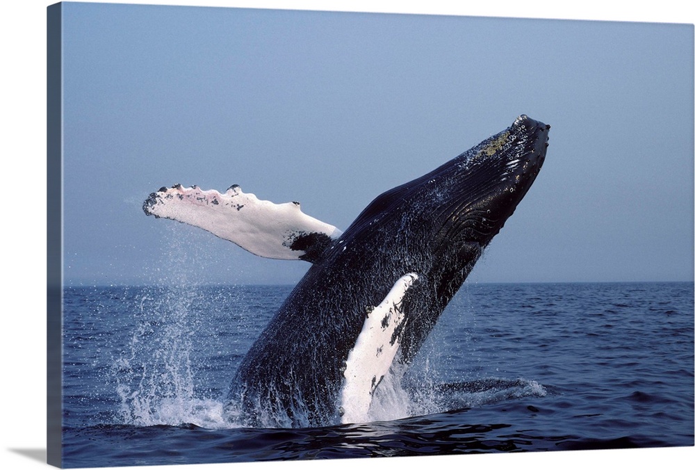 Humpback whale (Megaptera novaeangliae) breaching, Stellwagen Marine Sanctuary, Gulf of Maine, Atlantic Ocean.