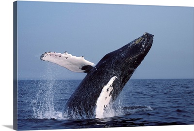 Humpback whale breaching, Stellwagen Marine Sanctuary, Gulf of Maine, Atlantic Ocean.