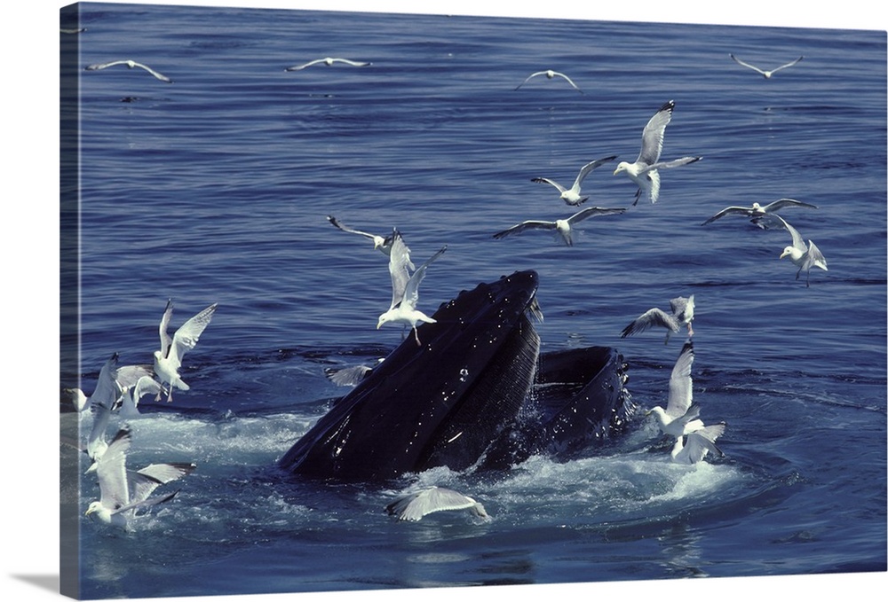 Humpback whale feeding at Stellwagen Bank Marine Sanctuary, Gulf of