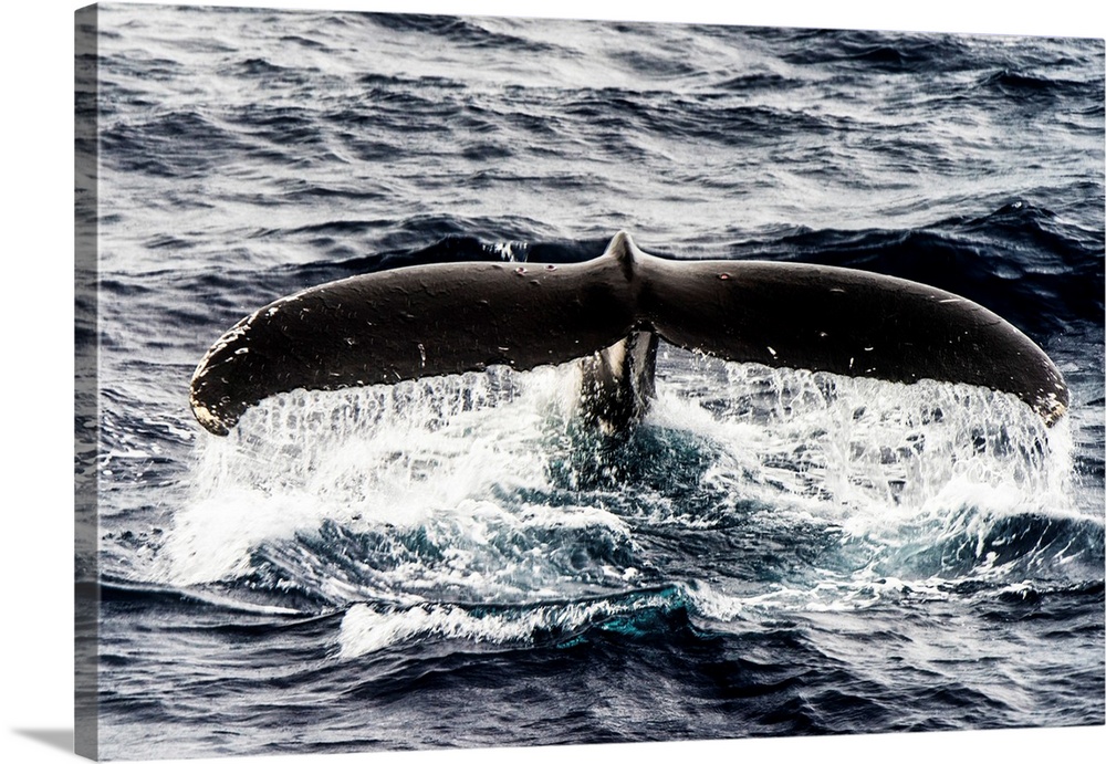 Humpback whale fluke as it dives deep.