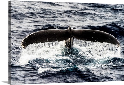 Humpback Whale Fluke As It Dives Deep