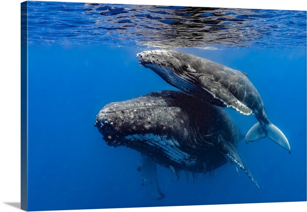 Humpback whale (Megaptera novaeangliae) mother and her calf.