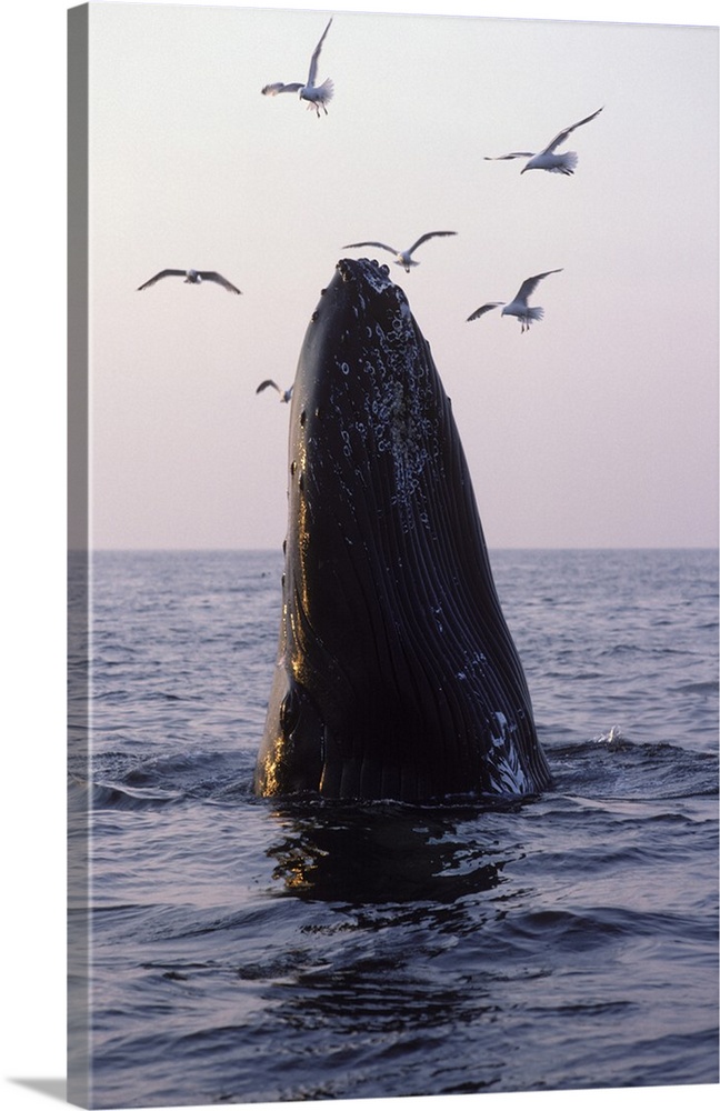 Humpback whale (Megaptera novaeangliae), Stellwagen Bank Marine Sanctuary, Gulf of Maine, Atlantic Ocean.