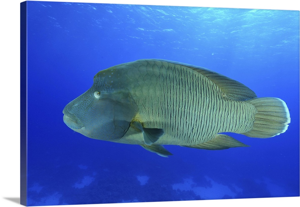 Humphead wrasse, Red Sea, Egypt.