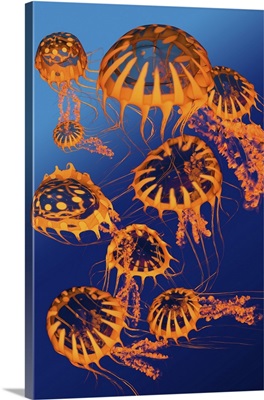 Illustration of a group of golden jellyfish
