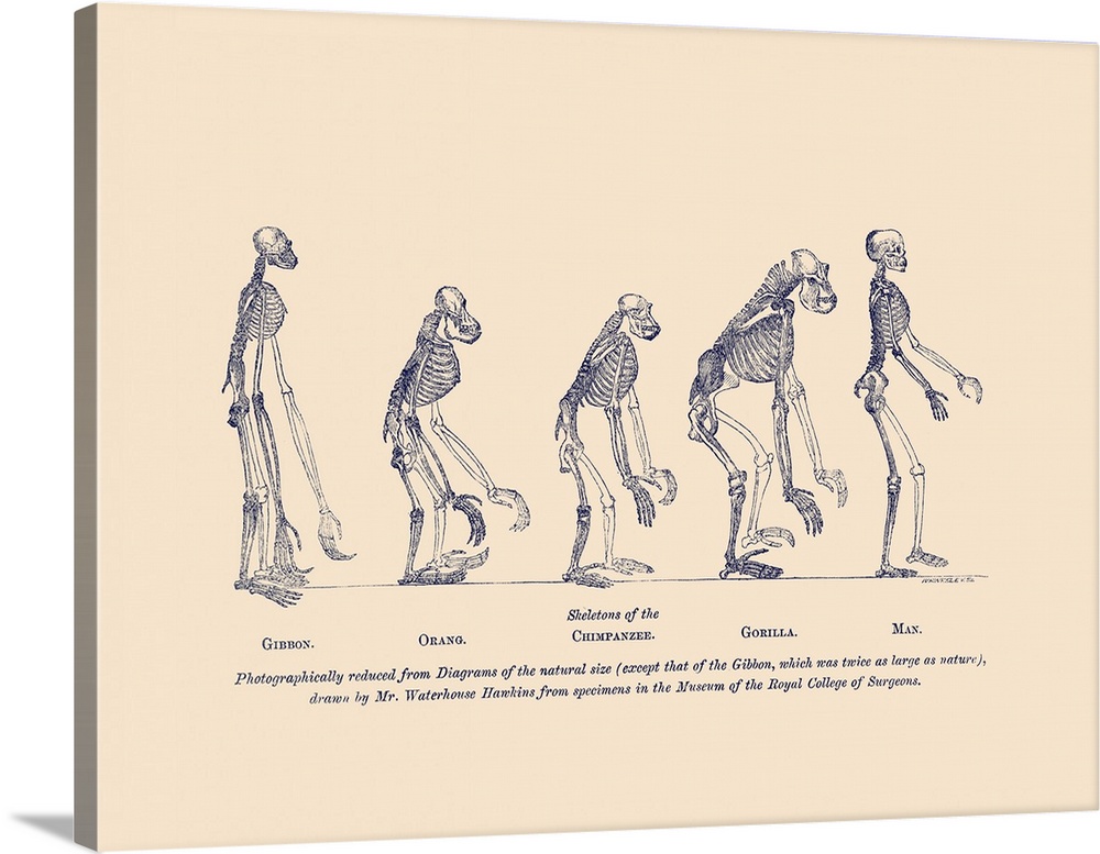 illustrations of comparative skeletons of the gibbon, orangutan, chimpanzee, gorilla and man.