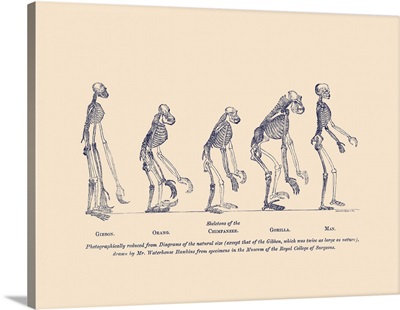 Illustrations Of Skeletons Of The Gibbon, Orangutan, Chimpanzee, Gorilla And Man