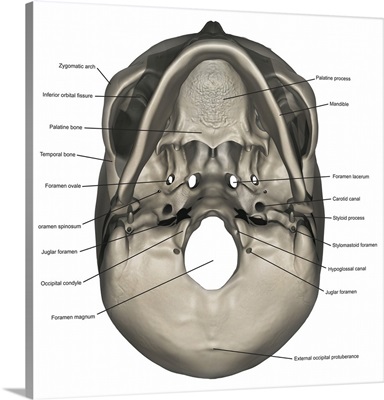Inferior view of human skull anatomy with annotations
