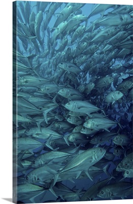 Inside of a school of jack fish, Cabo Pulmo, Mexico