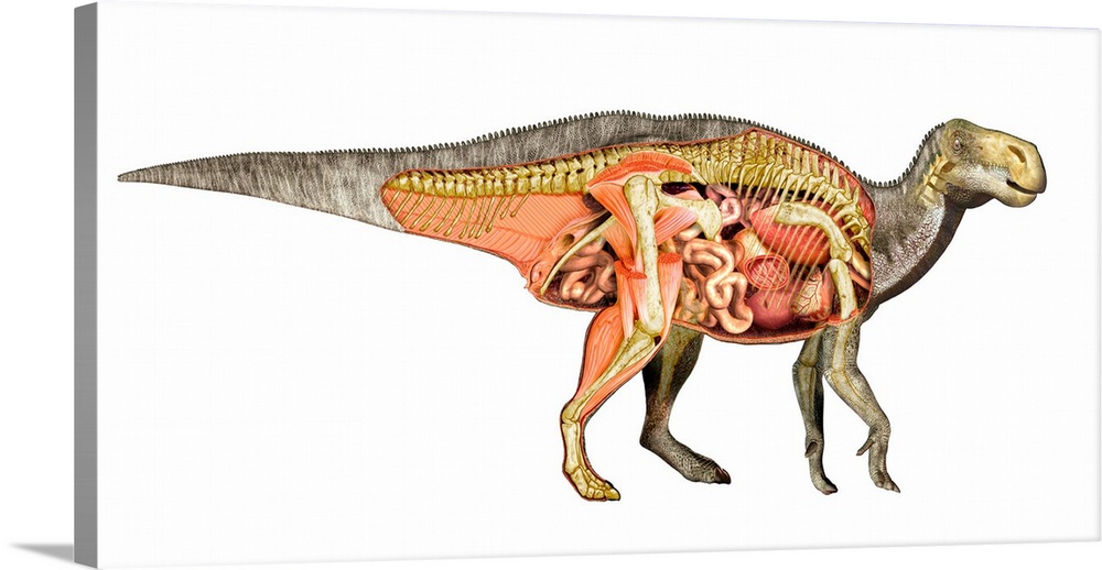 Internal anatomy of an Iguanodon dinosaur.