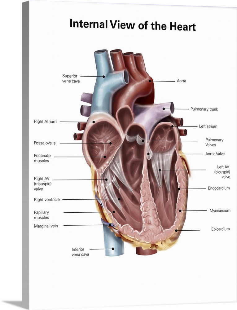 Internal view of the human heart.
