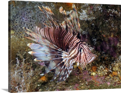 Invasive Indo-Pacific lionfish on wreck in North Carolina