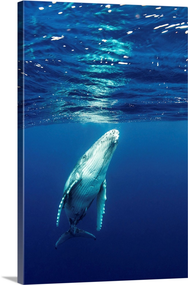 Juvenile Southern Humpback Whale.