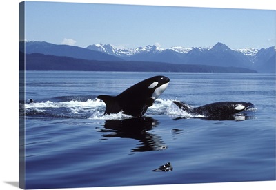 Killer whales (Orca Orcinus) breaching in Icy Strait, Southeast Alaska, USA.