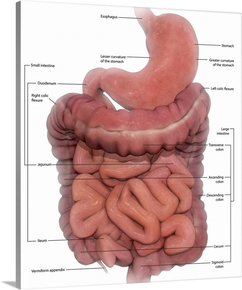 Labeled medical illustration of the human digestive system.