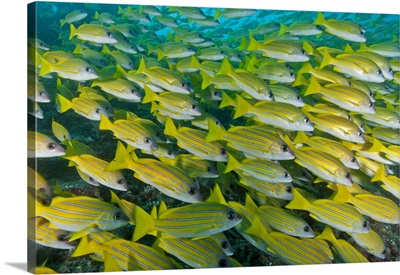 Large school of blue-lined snapper blocking out the surface, Maldives.