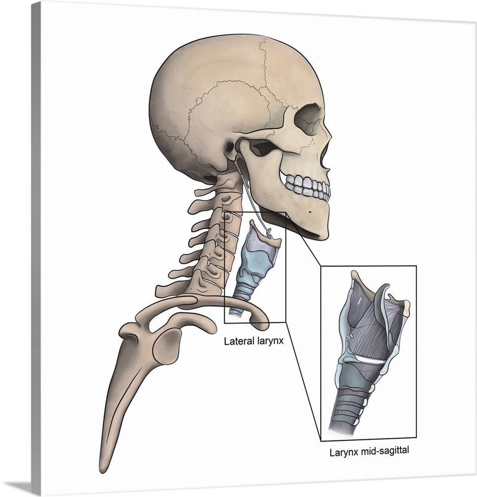 Lateral larynx and skeletal anatomy with mid-sagittal larynx view.