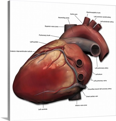 Lateral view of human heart anatomy