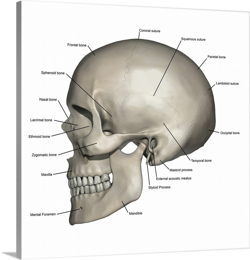 Lateral view of human skull anatomy with annotations.