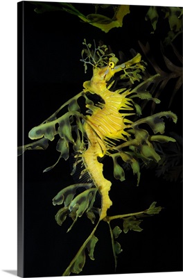 Leafy seadragon (Phycodurus eques).