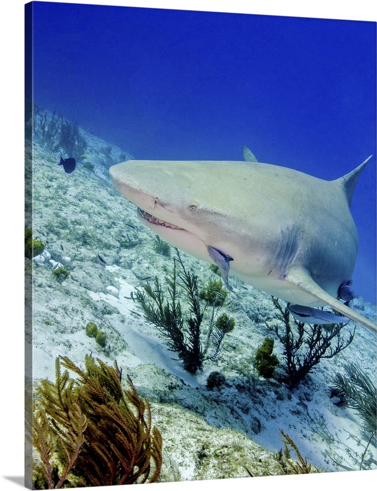 Lemon shark swimming over reef, Tiger Beach, Bahamas.