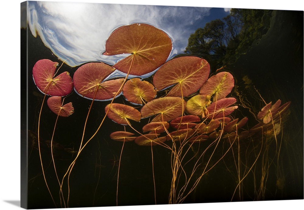 Colorful lily pads grow along the shallow edge of a freshwater lake in New England. Aquatic vegetation, which thrives duri...