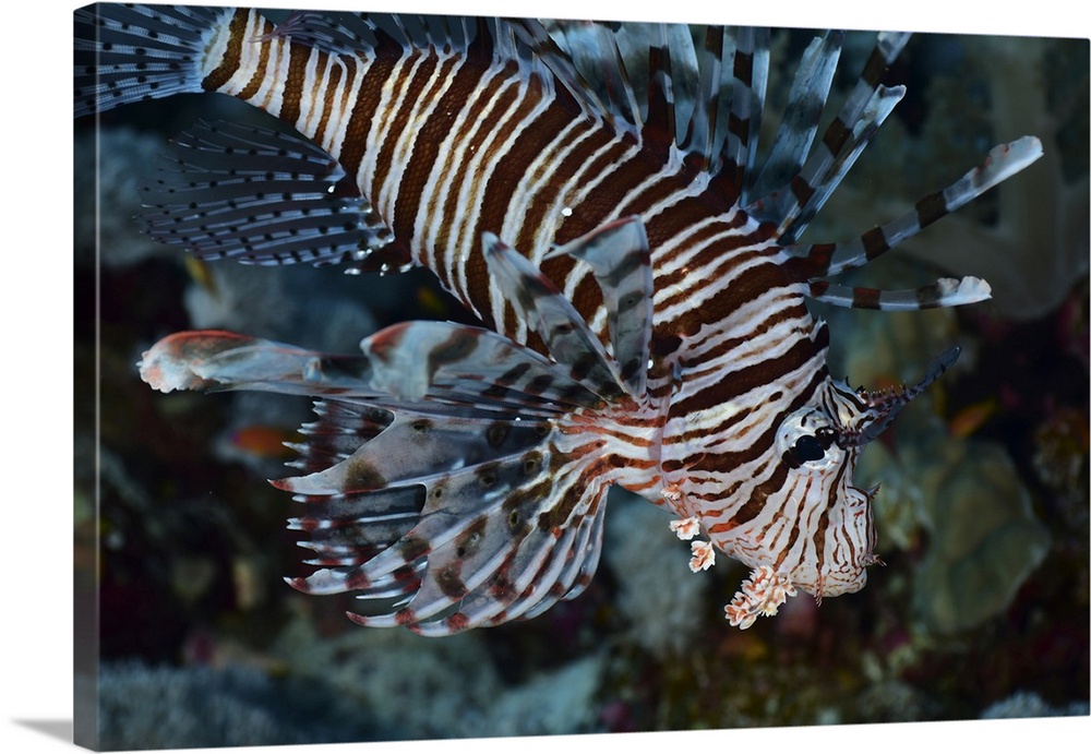 Lionfish, Red Sea, Egypt.