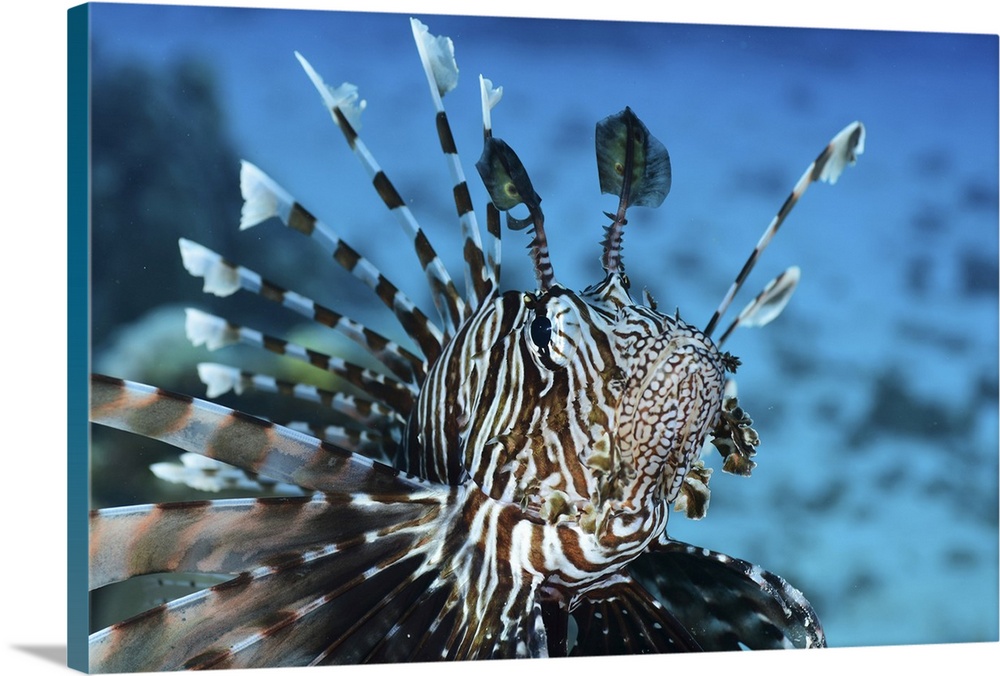 Lionfish, Red Sea, Egypt.