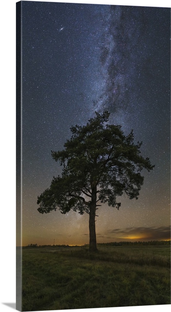 Lonely tree in a field at night under the Milky Way in Vyazma, Russia.