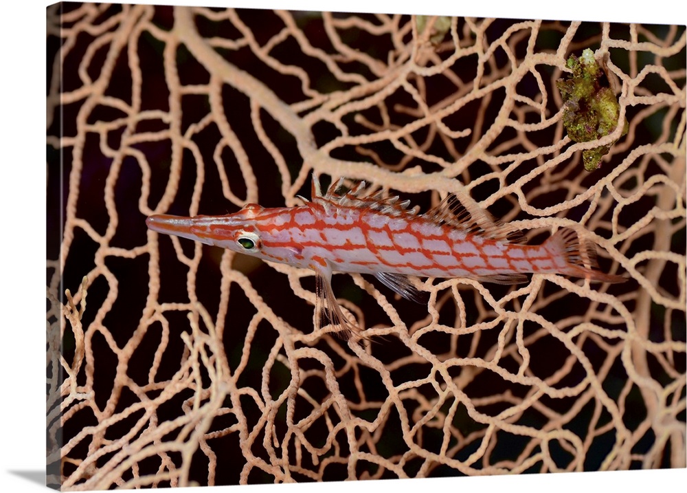 Longnose hawkfish, Red Sea, Egypt.