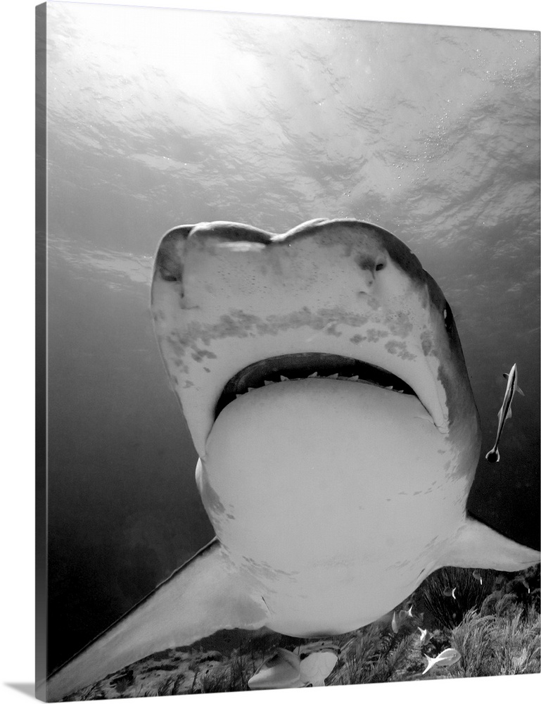 Low angle view of mouth of tiger shark, Tiger Beach, Bahamas.