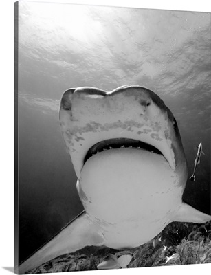 Low Angle View Of Mouth Of Tiger Shark, Tiger Beach, Bahamas