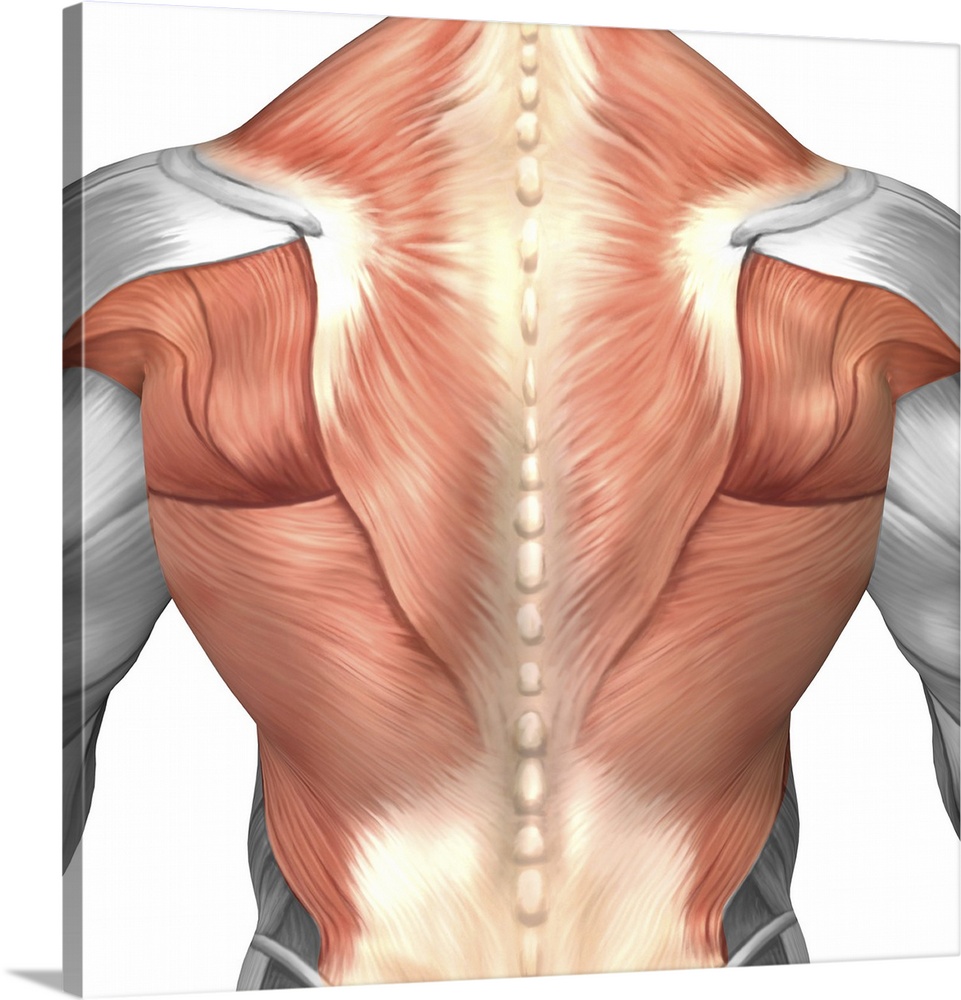 Male muscle anatomy of the human back.