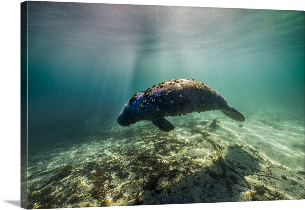 Manatee in Crystal River, Florida.