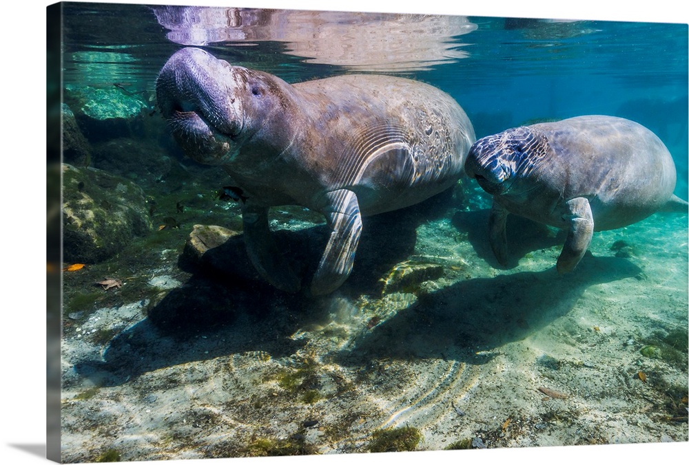 Manatee with calf in Crystal River, Florida.