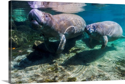 Manatee with calf in Crystal River, Florida