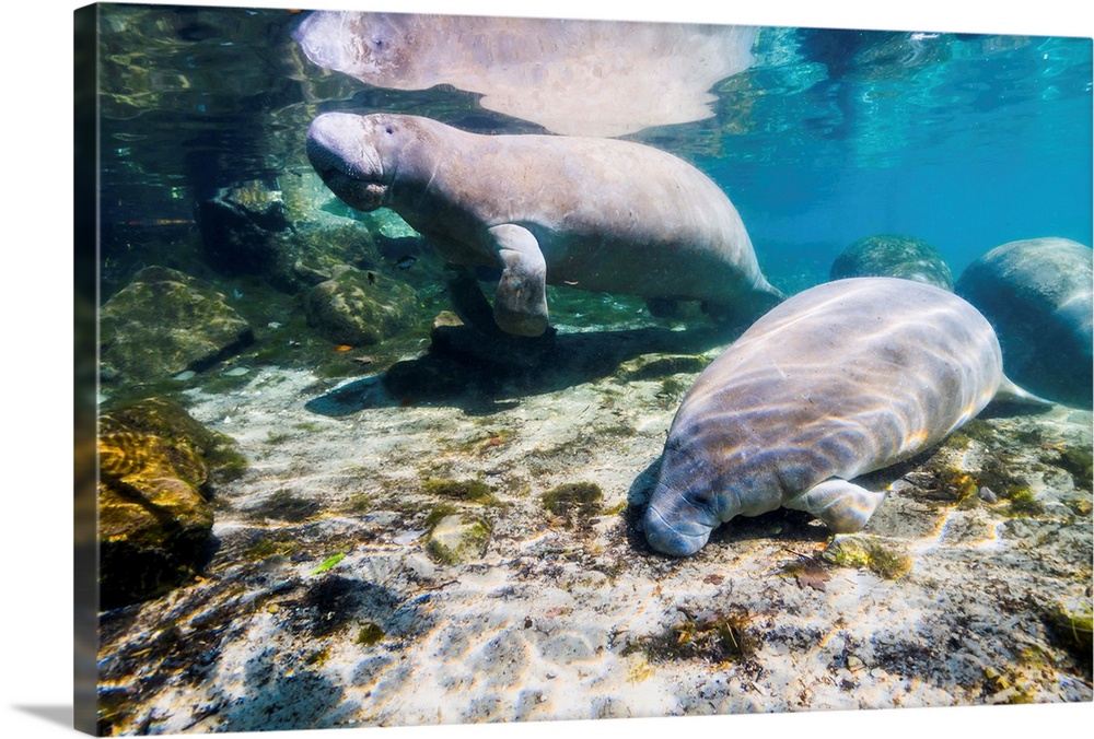 Manatee with calf in Crystal River, Florida.