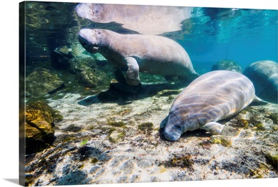 Manatee with calf in Crystal River, Florida