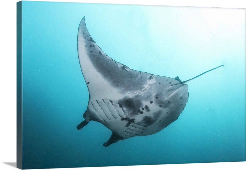 Manta ray at Manta Alley in Komodo National Park, Indonesia.