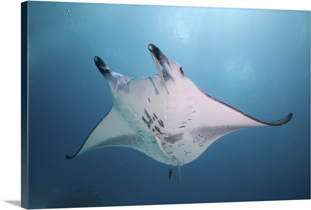 Manta ray, Mulaku Atoll, Maldives.