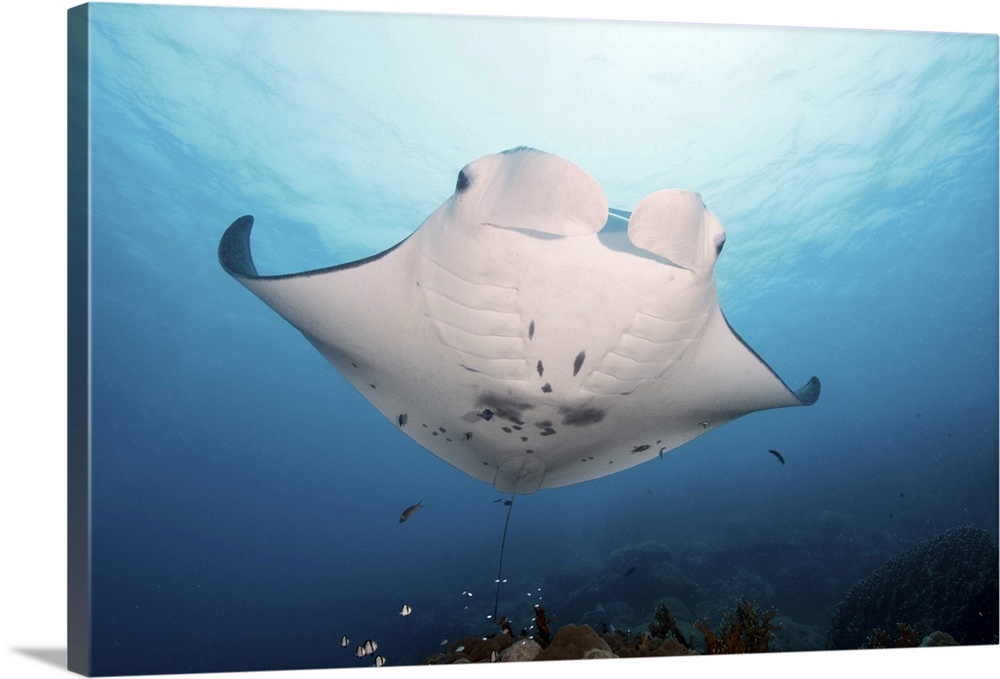 Manta ray, Yap, Micronesia.