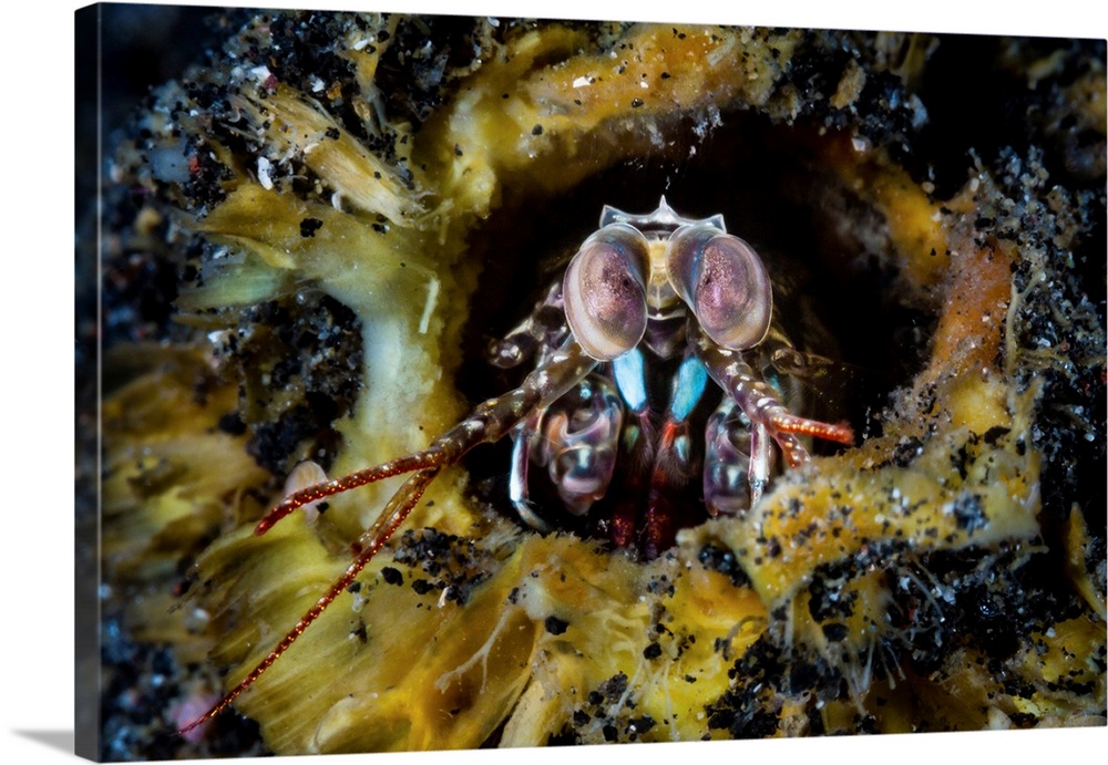 Mantis shrimp defending its lair, Lembeh Stait, Indonesia.