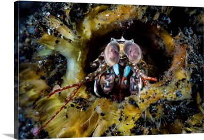 Mantis Shrimp Defending Its Lair, Lembeh Stait, Indonesia